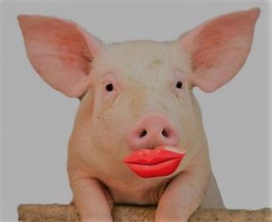 Lipstick on a Pig